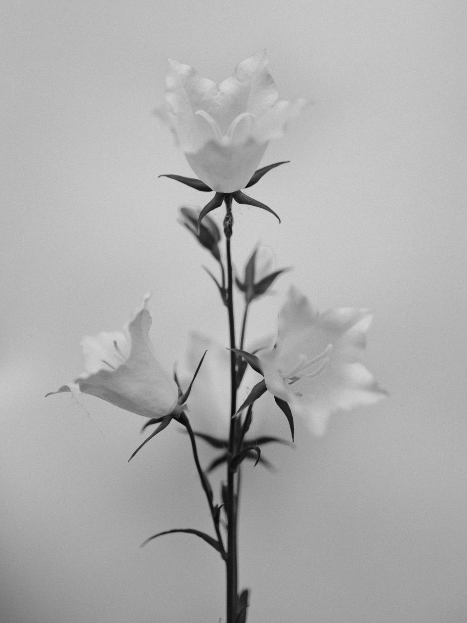 Parmi les fleurs 43, 2021 - Teis Albers