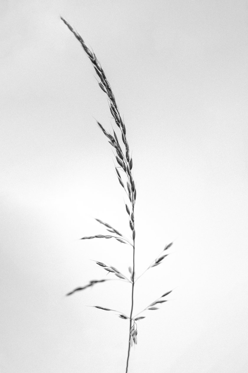 Parmi les fleurs 45 - Teis Albers