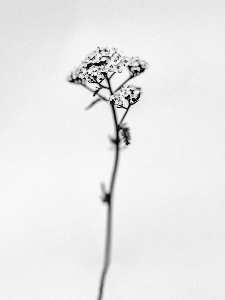 Parmi les fleurs 47 - Teis Albers