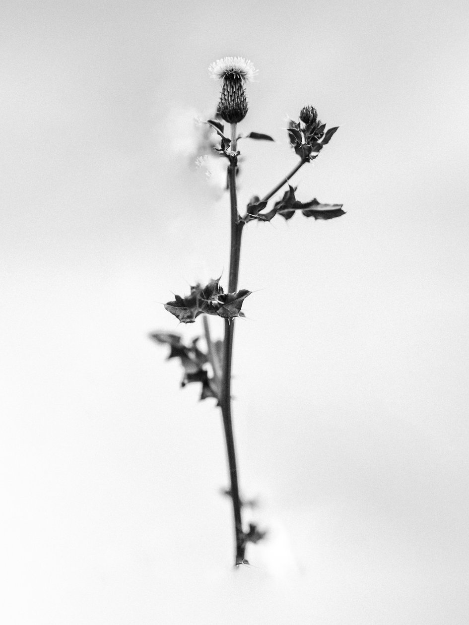 Parmi les fleurs 48 - Teis Albers