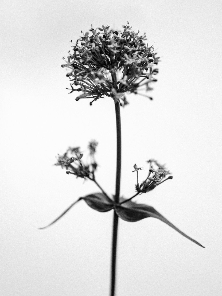 Parmi les fleurs 53 - Teis Albers