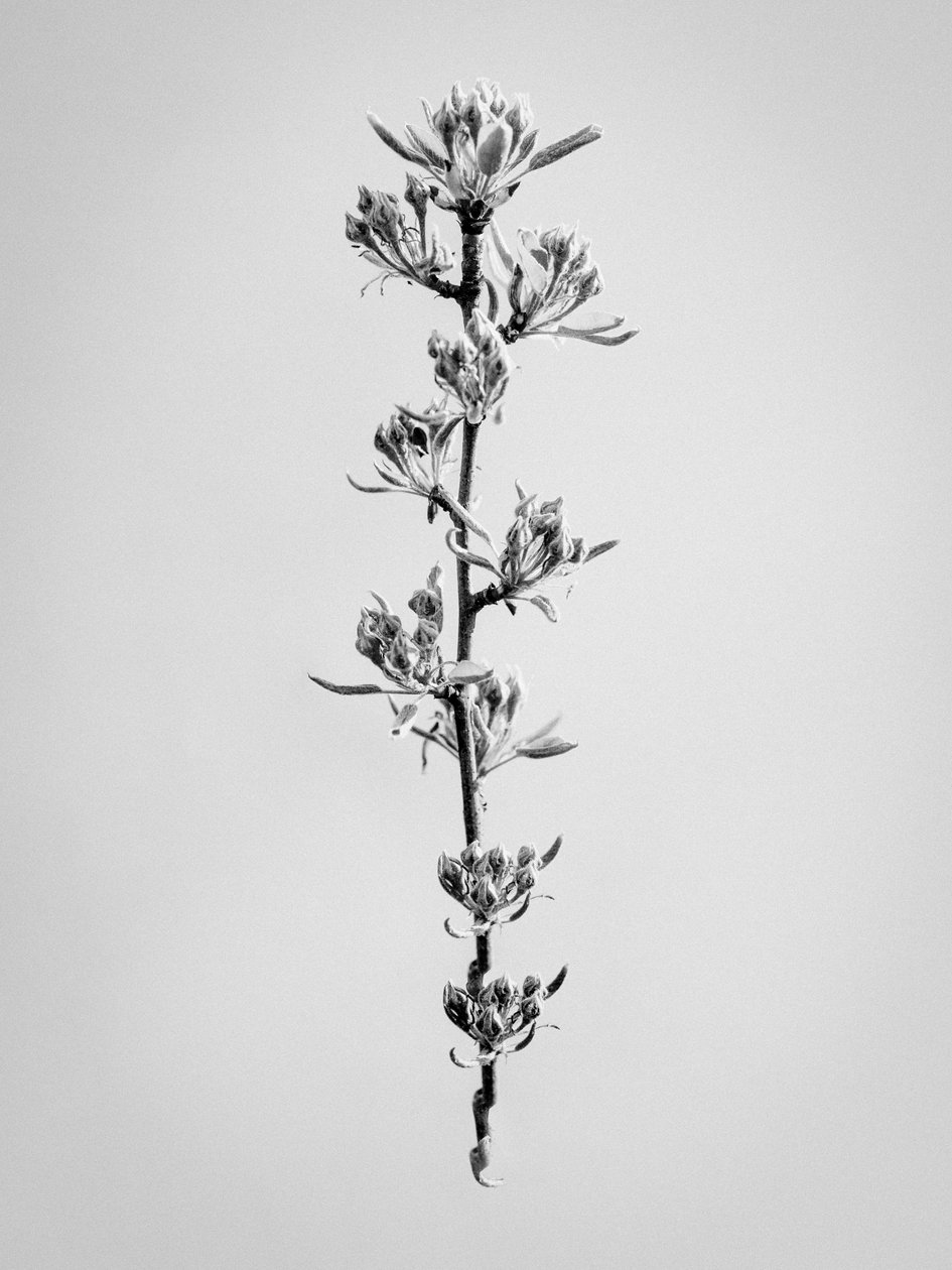 Parmi les fleurs 59, 2021 - Teis Albers