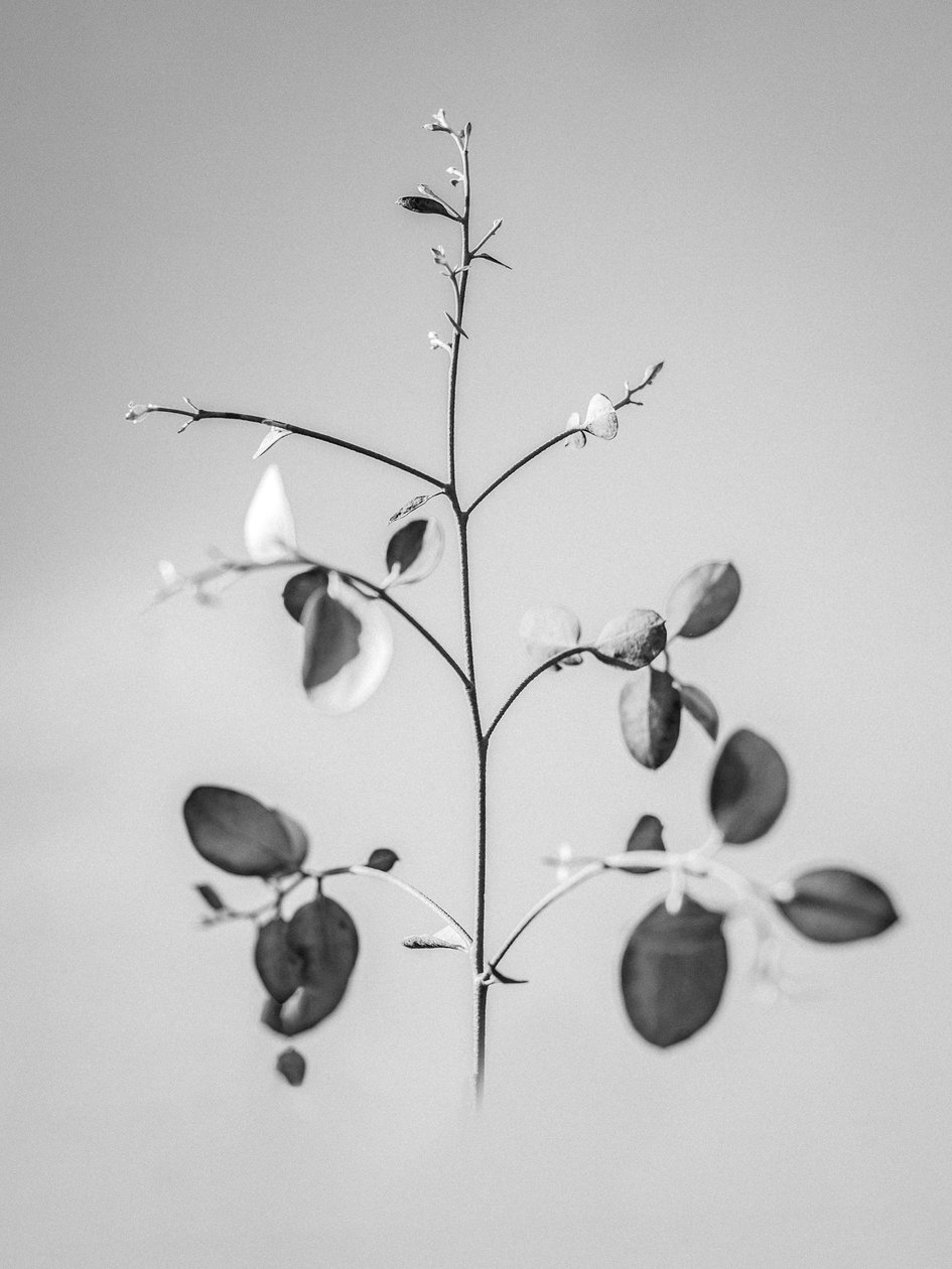 Parmi les fleurs 60 - Teis Albers