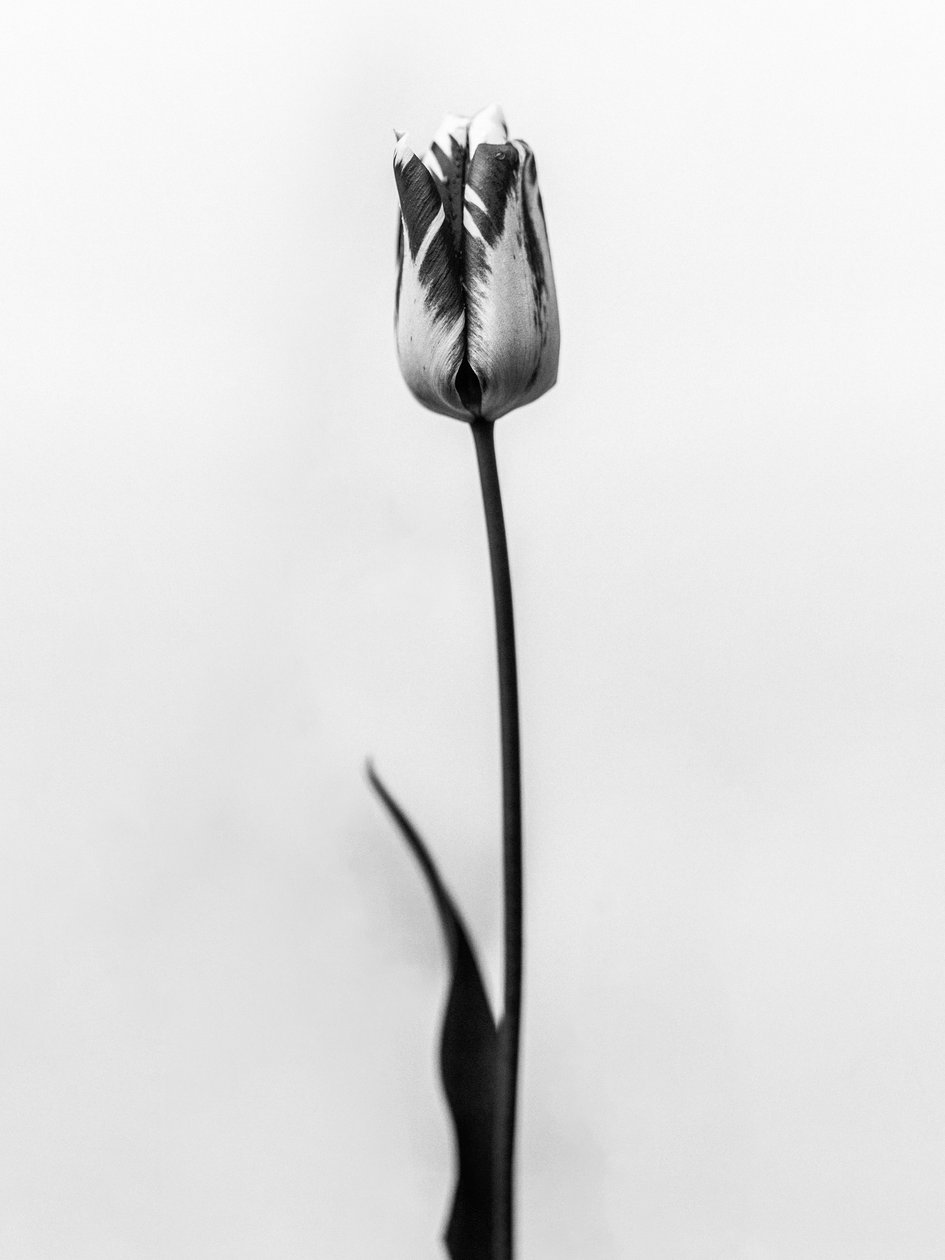 Parmi les fleurs 70, 2021 - Teis Albers