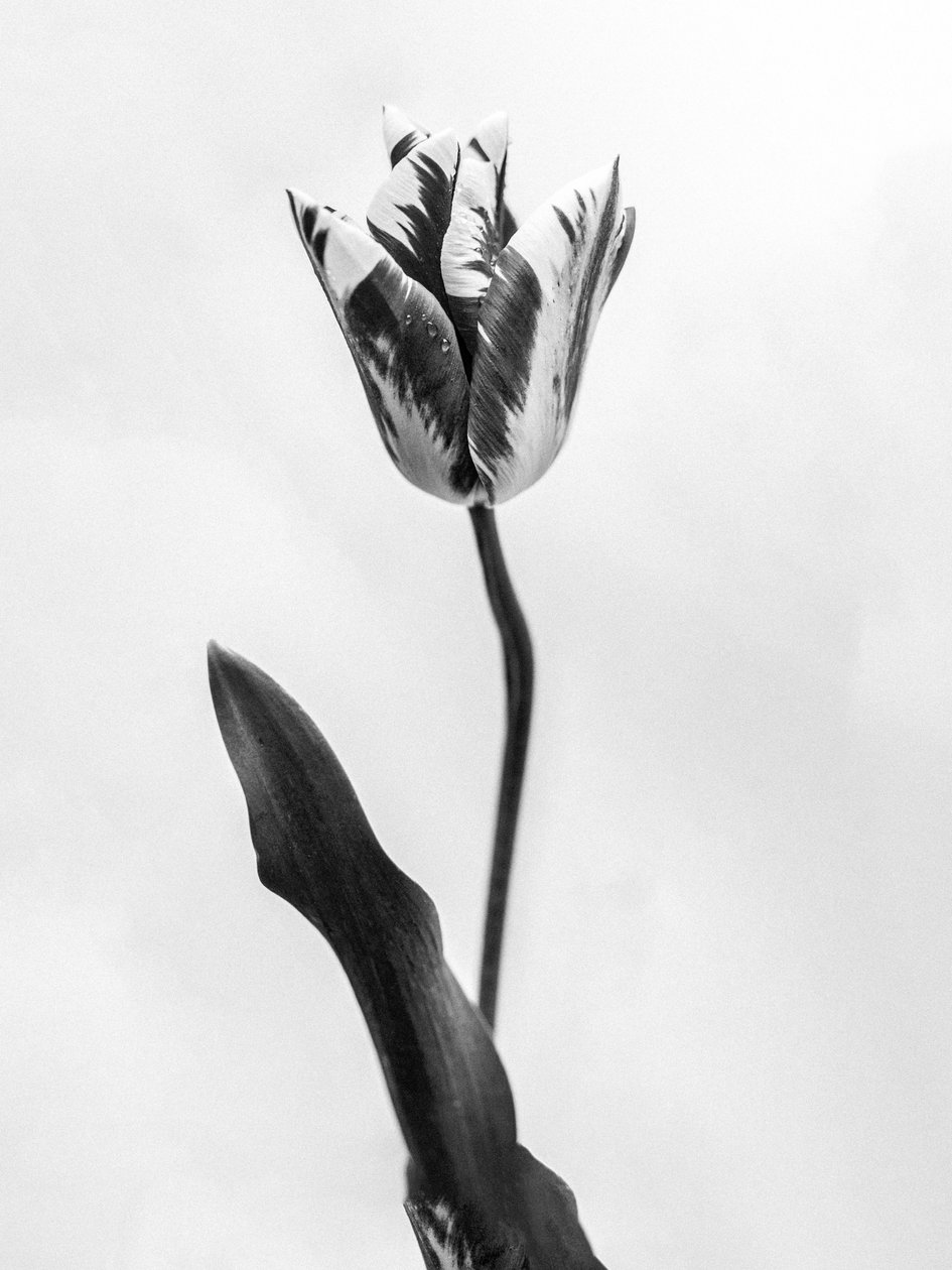 Parmi les fleurs 71 - Teis Albers