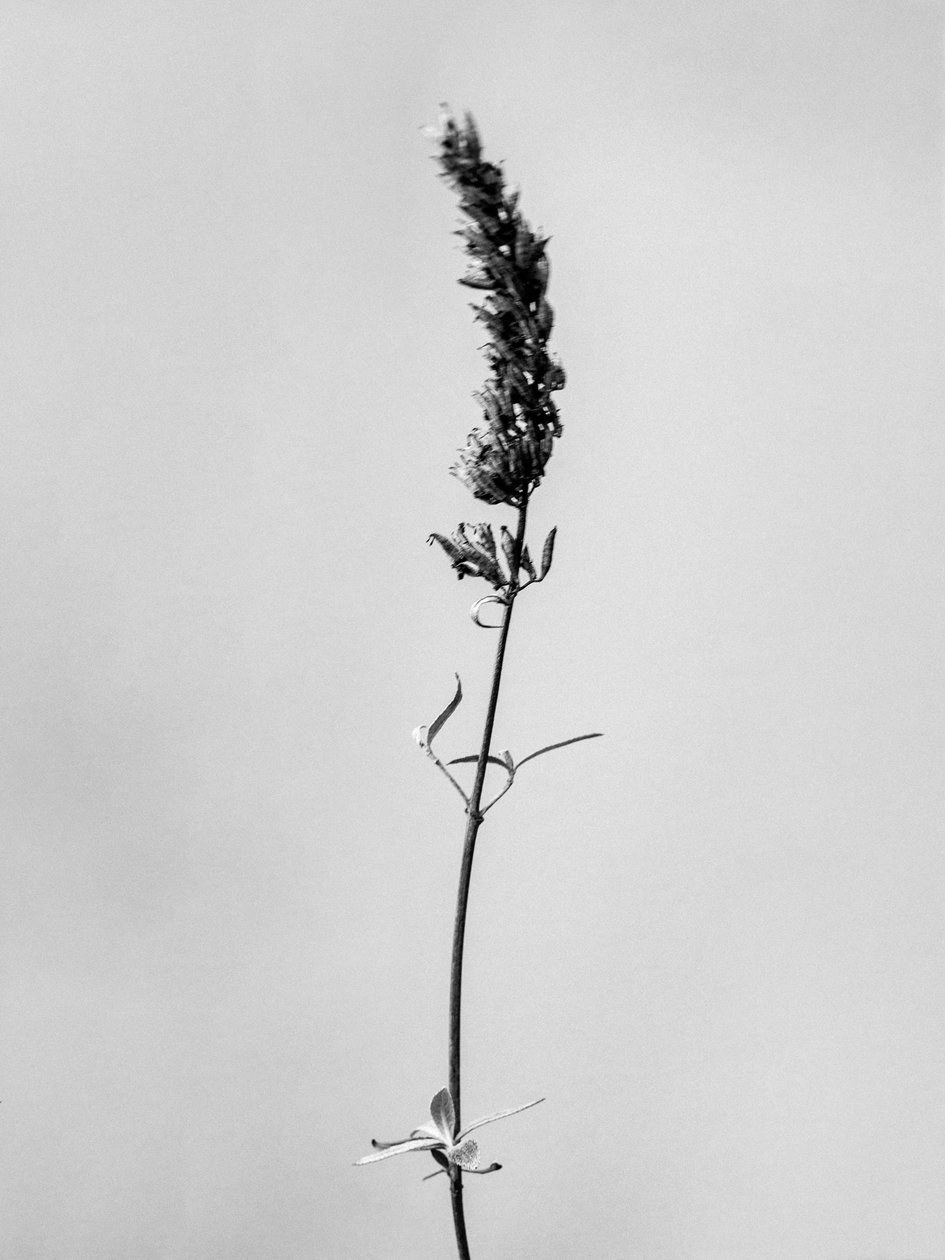 Parmi les fleurs 74 - Teis Albers
