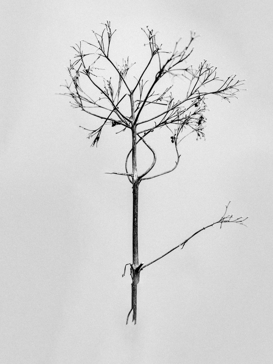 Parmi les fleurs 77, 2021 - Teis Albers