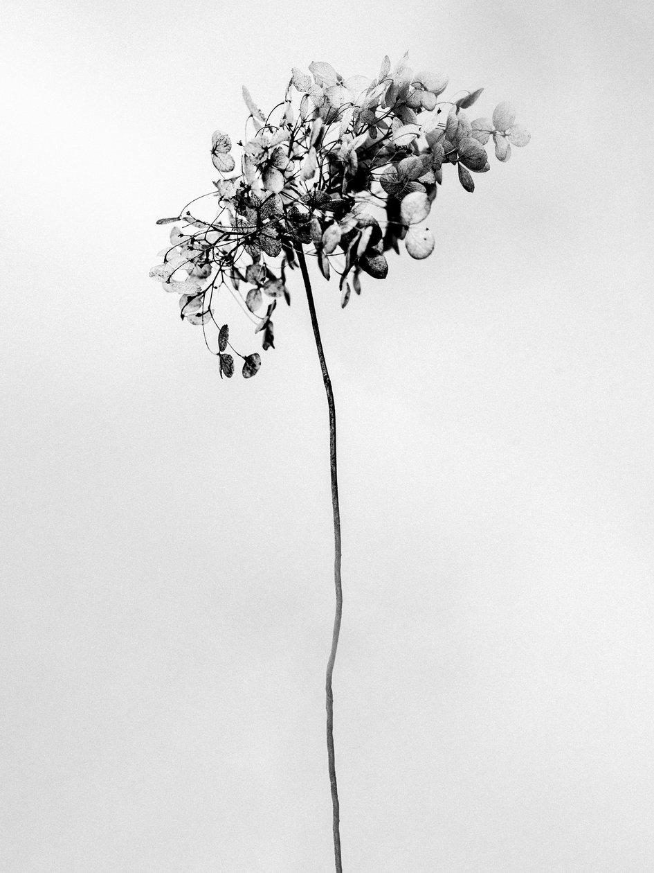 Parmi les fleurs 78 - Teis Albers
