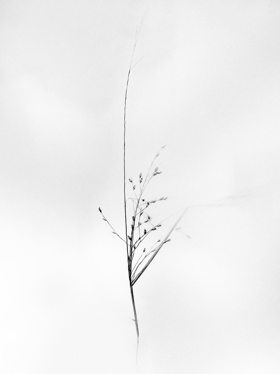Parmi les fleurs 79 - Teis Albers