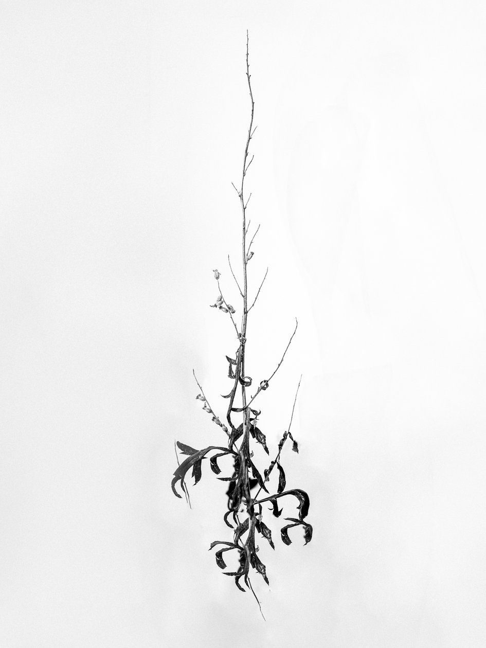 Parmi les fleurs 80, 2021 - Teis Albers