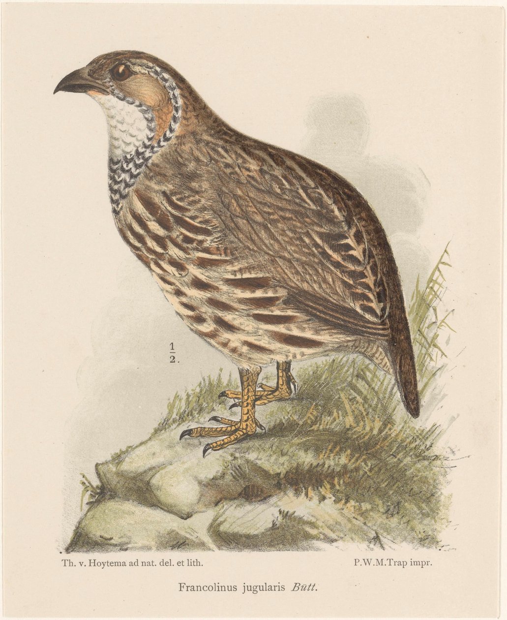 Perdrix (francolinus jugularis) - Theo van Hoytema