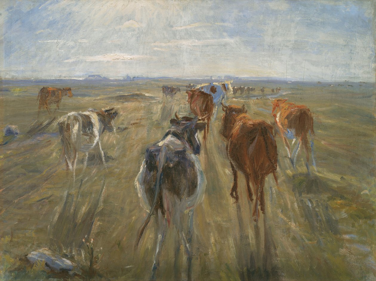 Longues ombres. Bétail sur l
