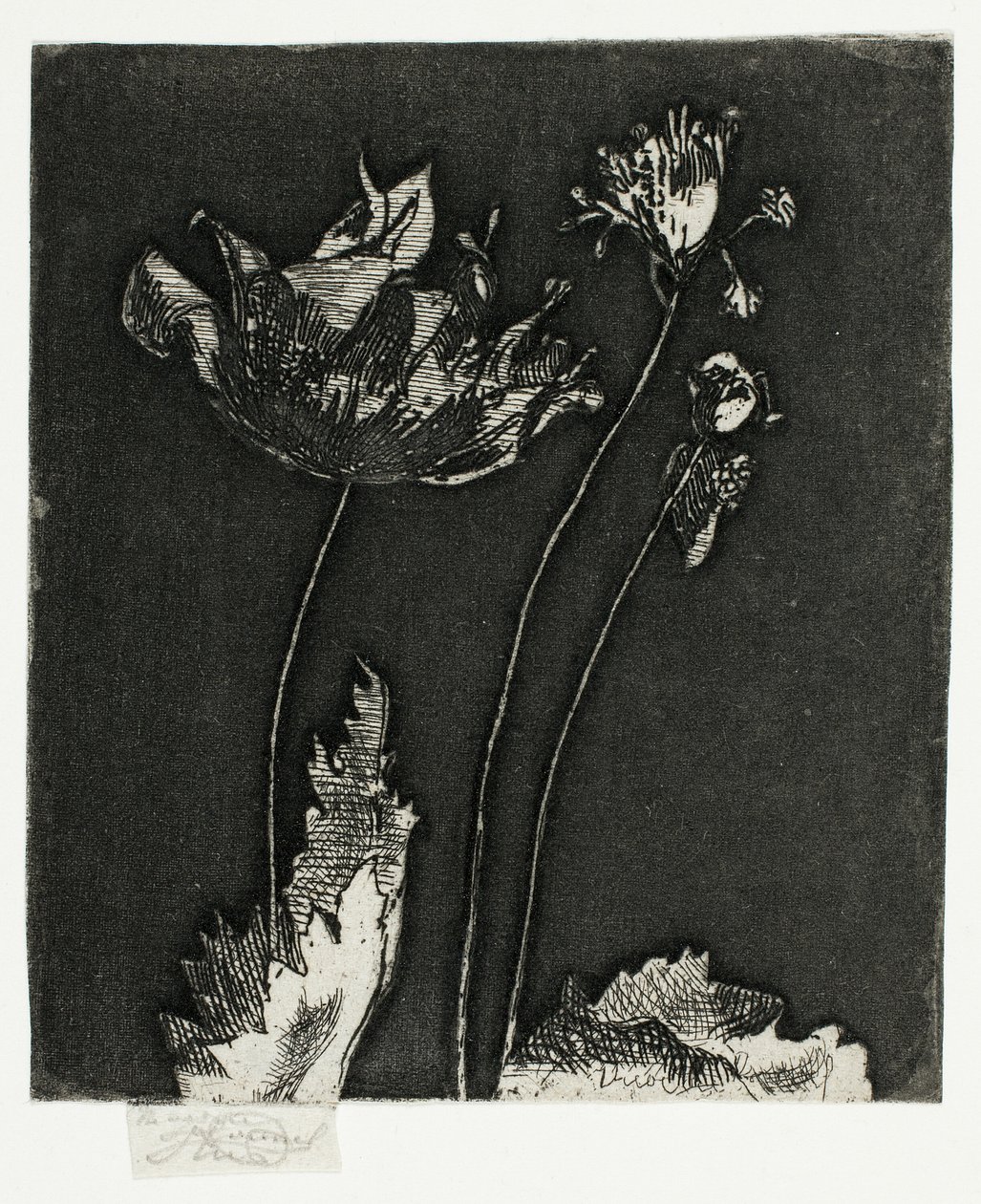Derniers coquelicots - Theodore Roussel
