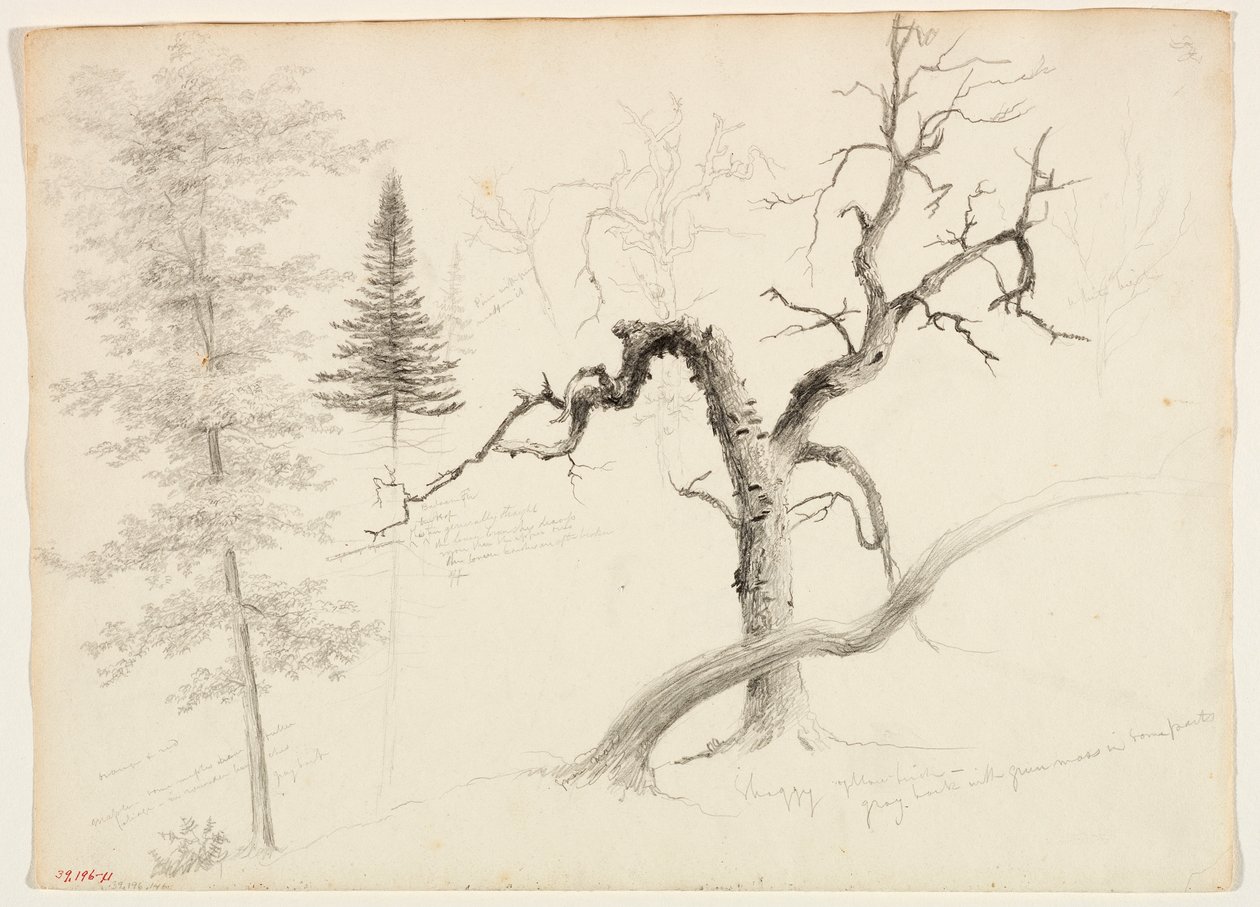 Érable, sapin baumier, pin, bouleau jaune hirsute, bouleau blanc, 1828 - Thomas Cole