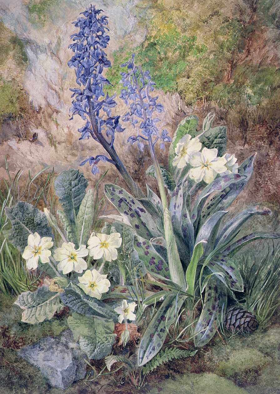 Orchidée pourpre et primevère - Thomas Collier