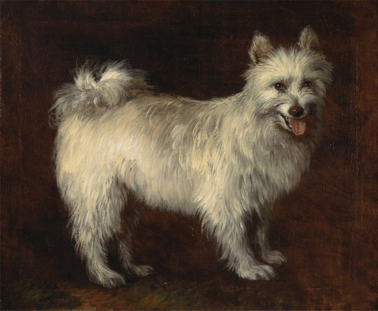 Chien Spitz - Thomas Gainsborough