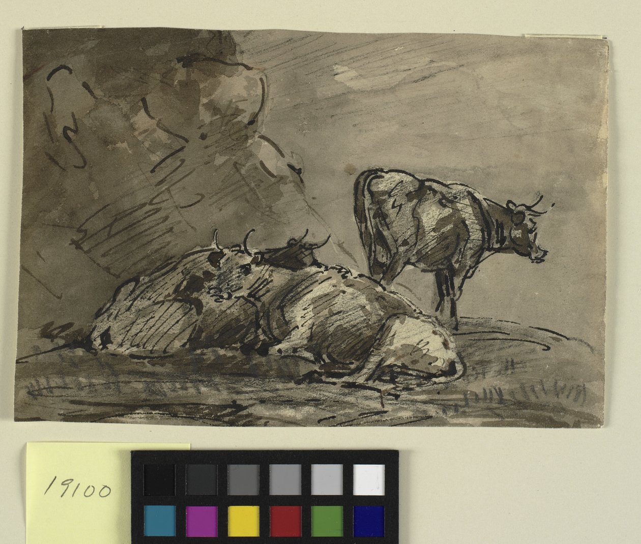Trois vaches sur une falaise - Thomas Barker