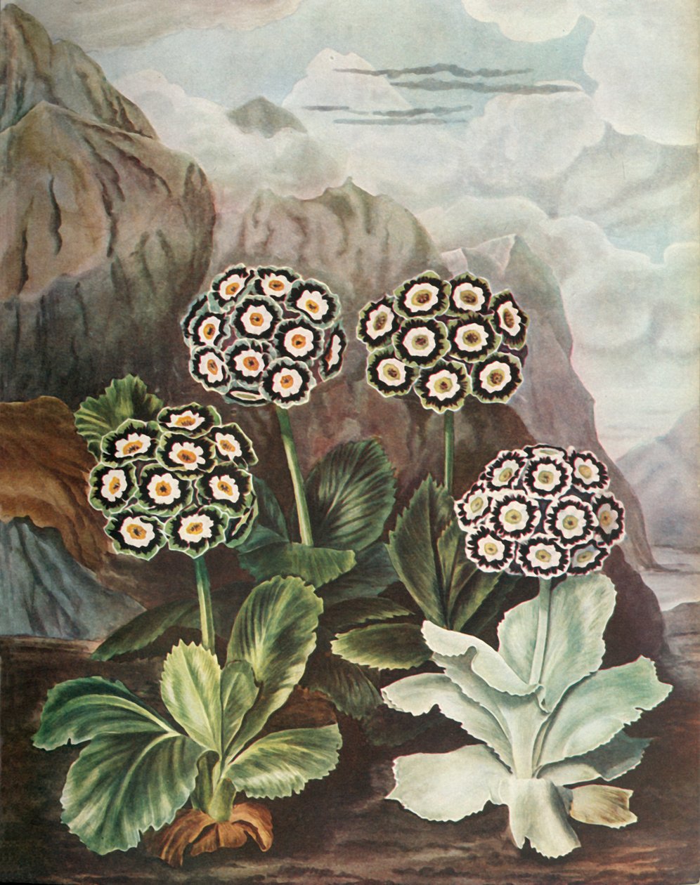 Auricules, vers 1802-1821, 1948 - Thomas Baxter
