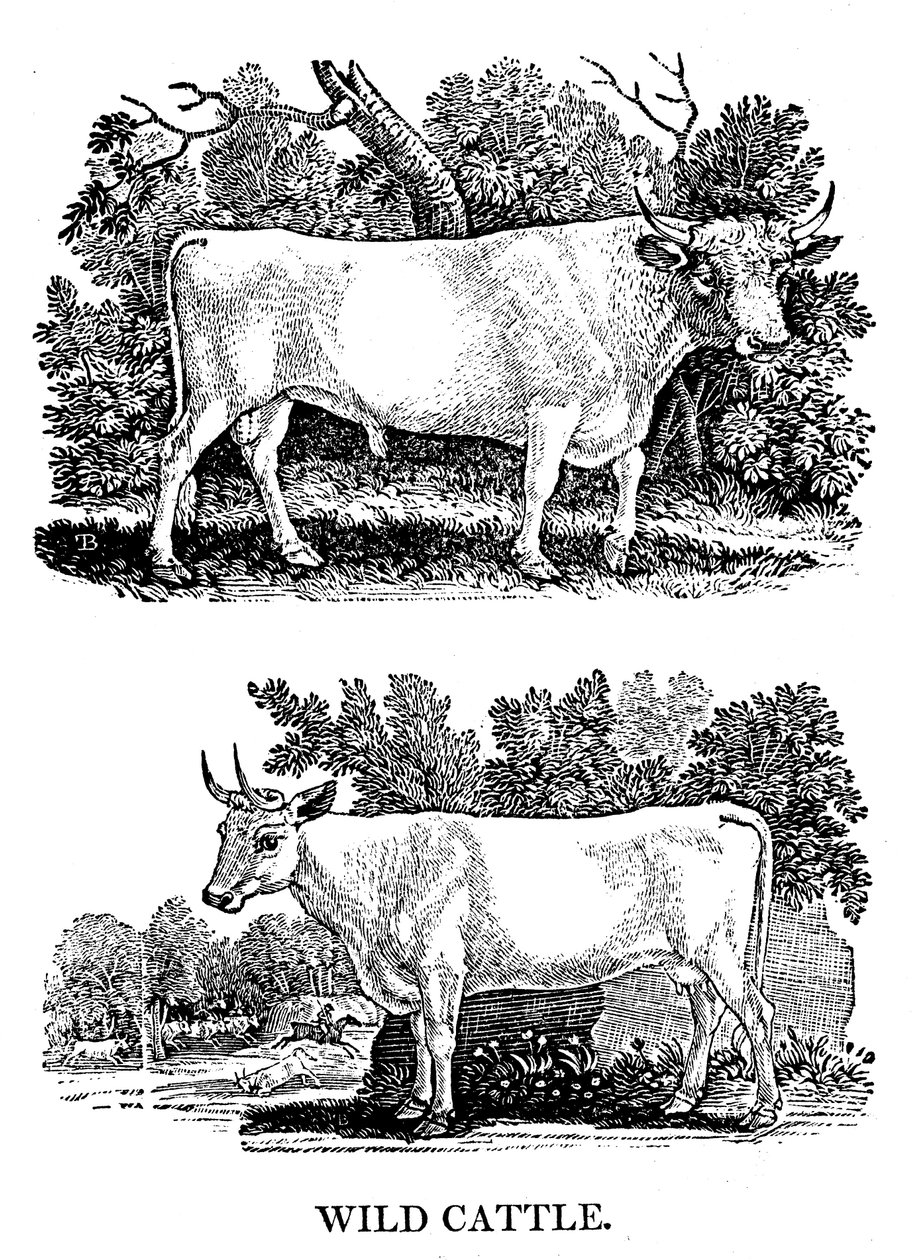 Bétail sauvage ou de parc britannique, 1790 - Thomas Bewick