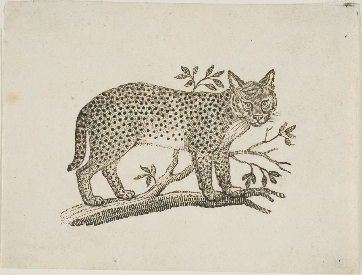 Le serval - Thomas Bewick