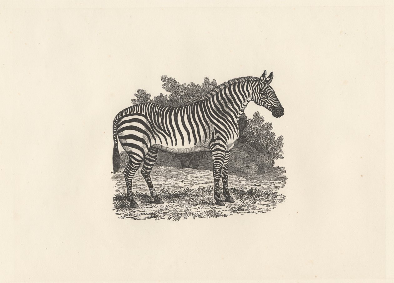Zèbre - Thomas Bewick