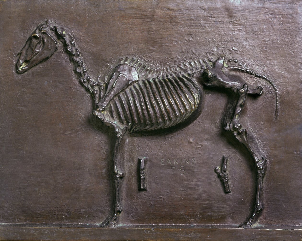 Squelette de cheval - Thomas Cowperthwait Eakins