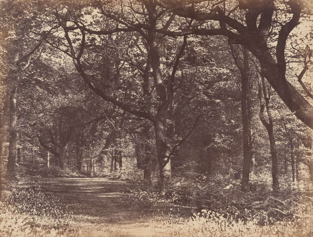 Scène boisée, Norton, Cheshire, 1856 - Thomas Davies