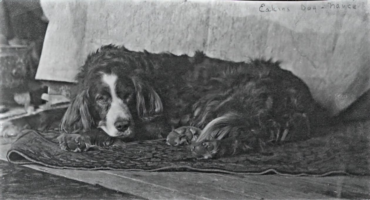 Le chien Harry d
