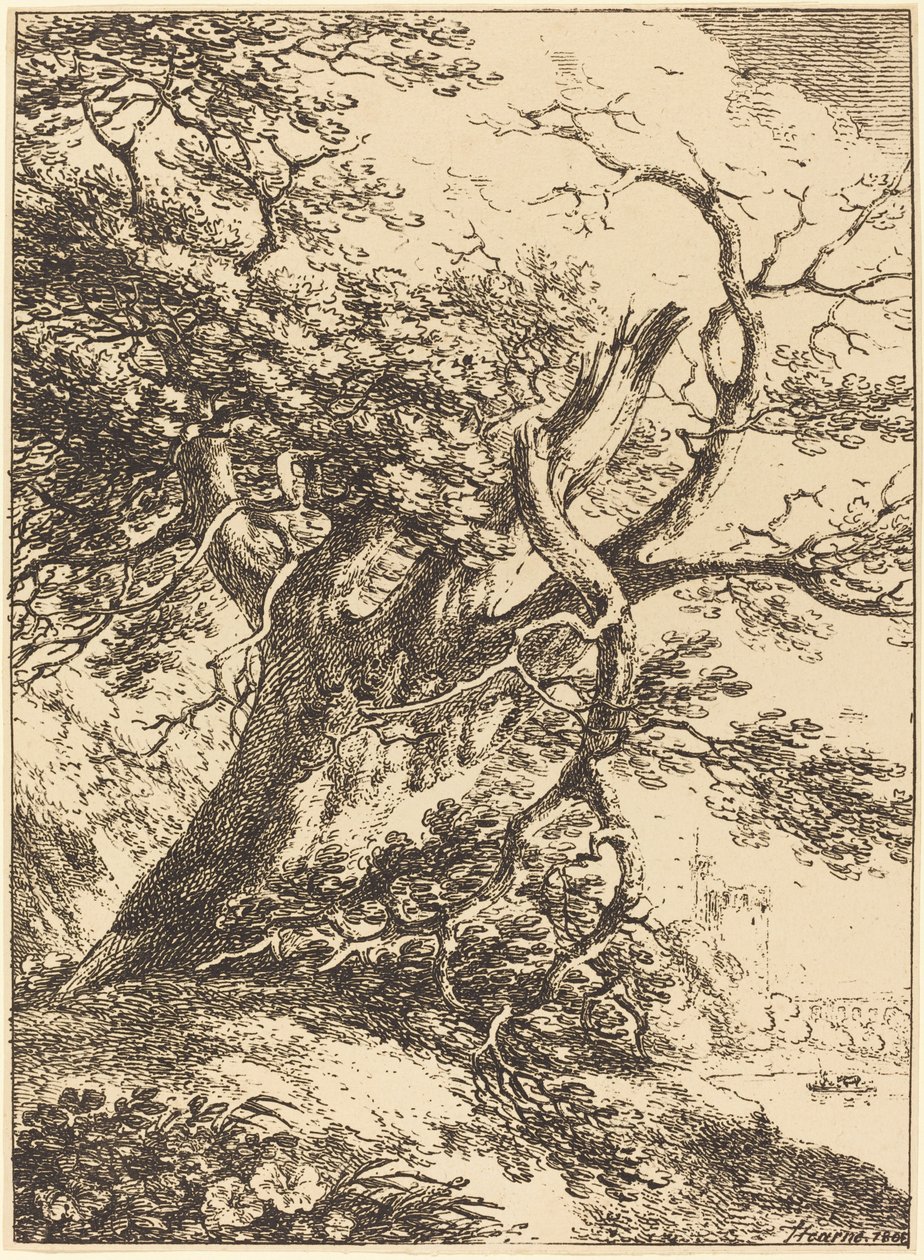 Vieil arbre - Thomas Hearne