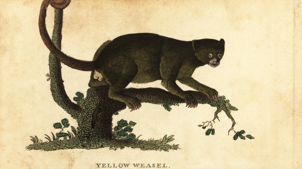 Kinkajou, Potos flavus, 1800 - Thomas Pennant