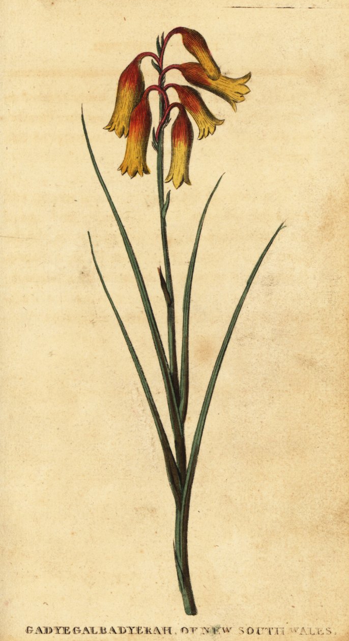 Clochettes de Noël, Blandfordia nobilis., 1800 (gravure) - Thomas Watling