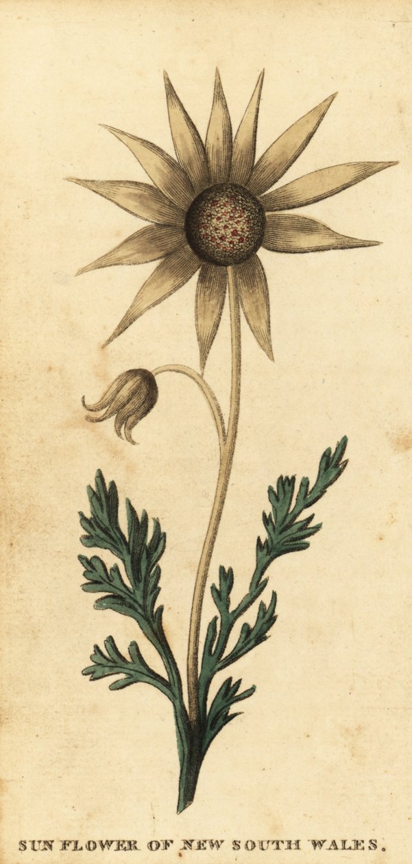 Fleur de flanelle, Actinotus helianthi, 1800 - Thomas Watling