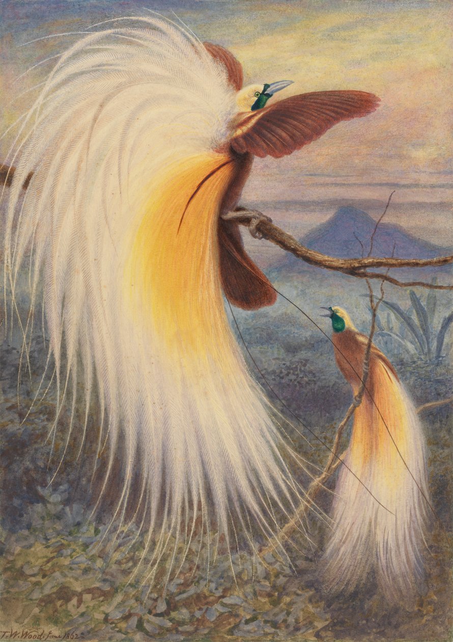 Oiseaux de paradis - Thomas William Wood