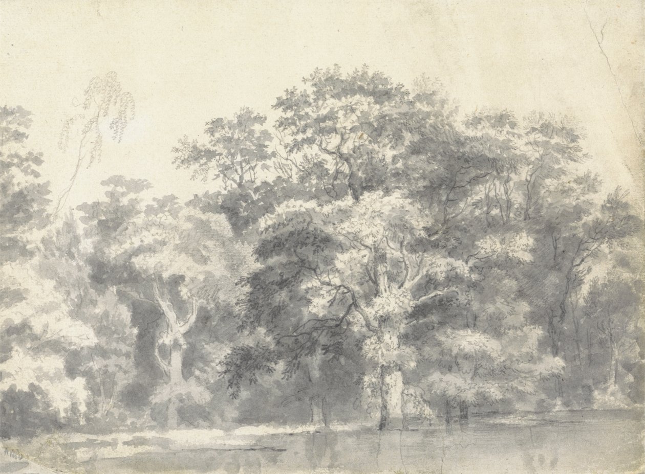 Arbres sur une berge - Thomas Wyck