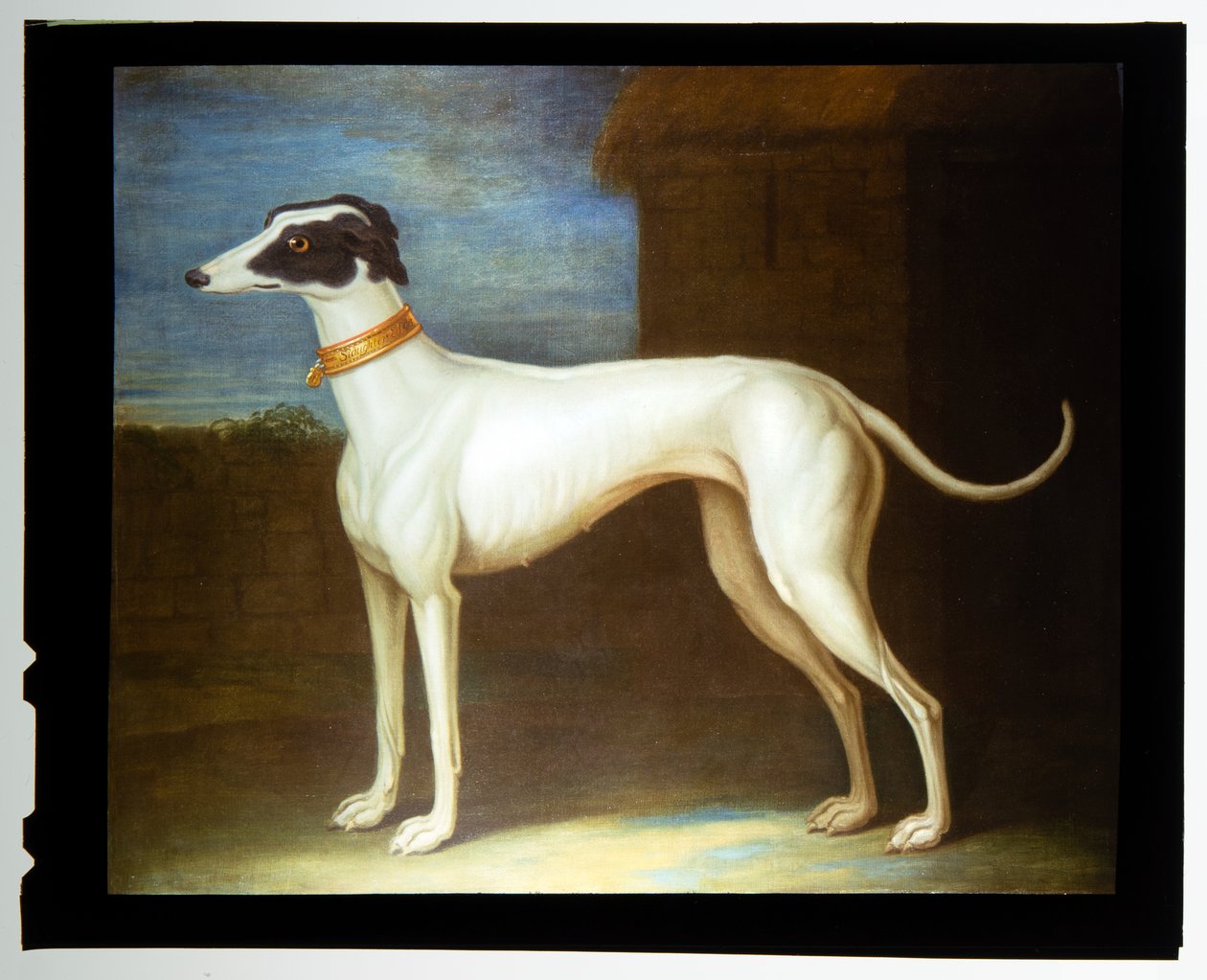 Un lévrier favori - Thomas of Pall Mall Butler