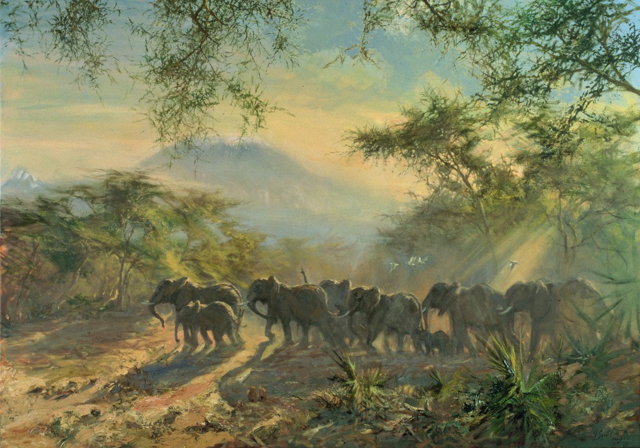 Éléphant, Kilimandjaro, 1995 - Tim Scott Bolton