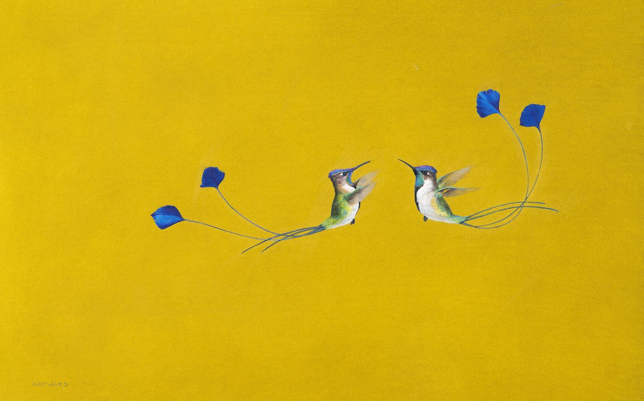 Colibris - Tim Hayward