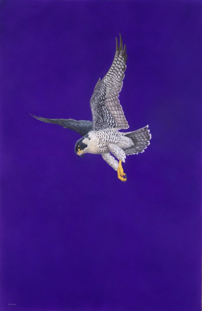 Perron violet - Tim Hayward