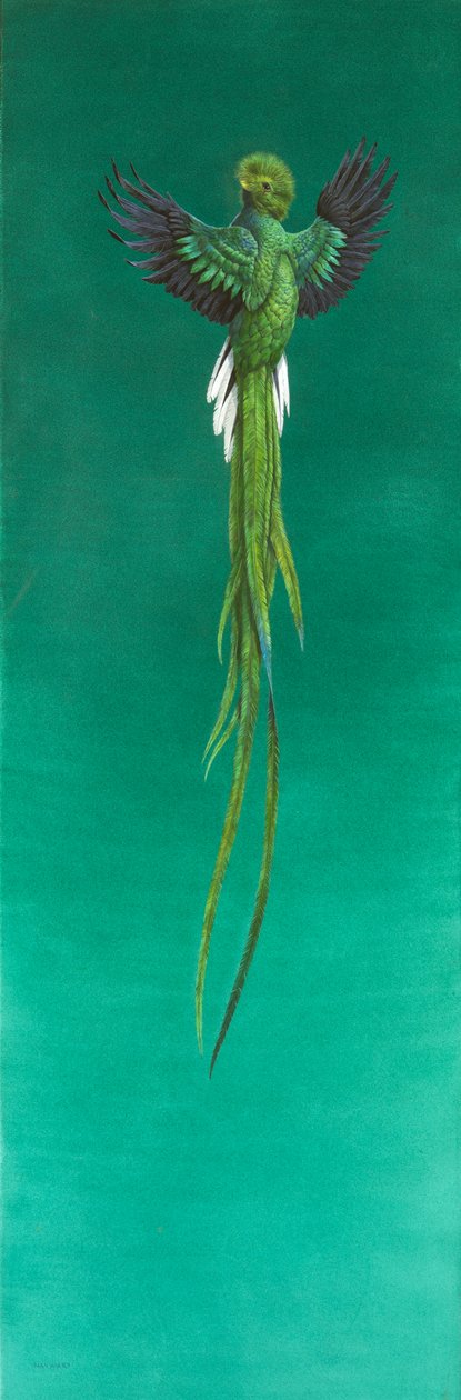 Quetzal - Tim Hayward