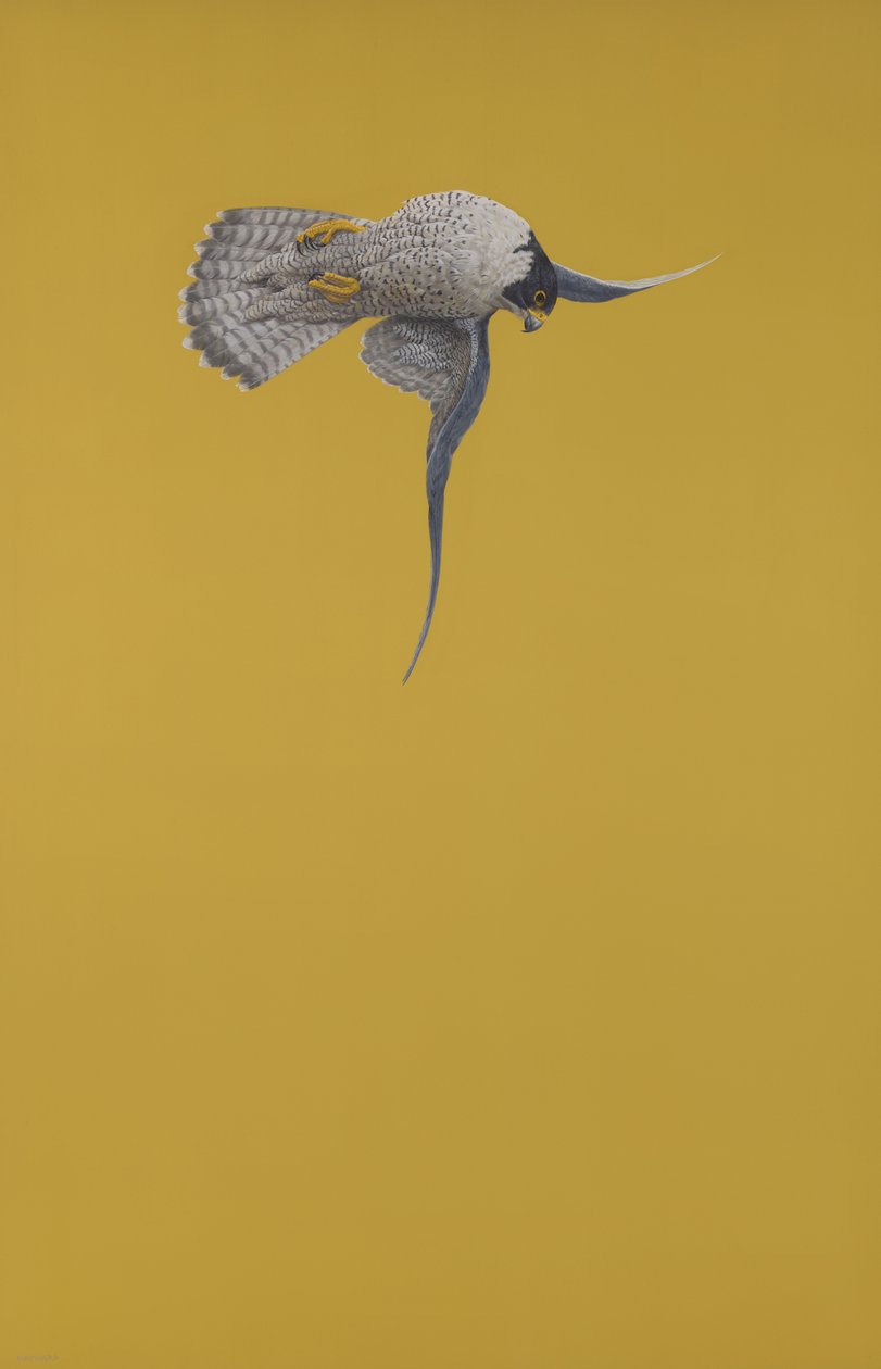 Perron jaune - Tim Hayward