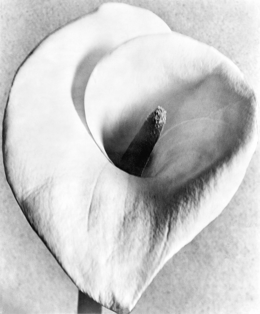 Calla Lily, Mexico City, 1925 - Tina Modotti