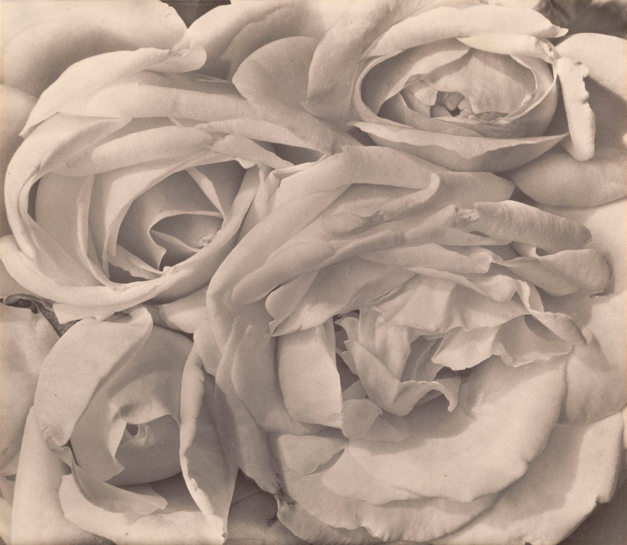 Roses, Mexique par Tina Modotti - Tina Modotti