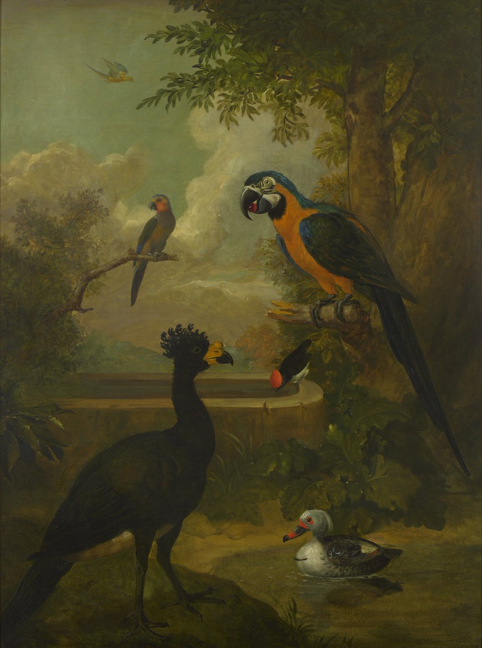 Macaw et autres oiseaux dans un paysage - Tobias Stranover