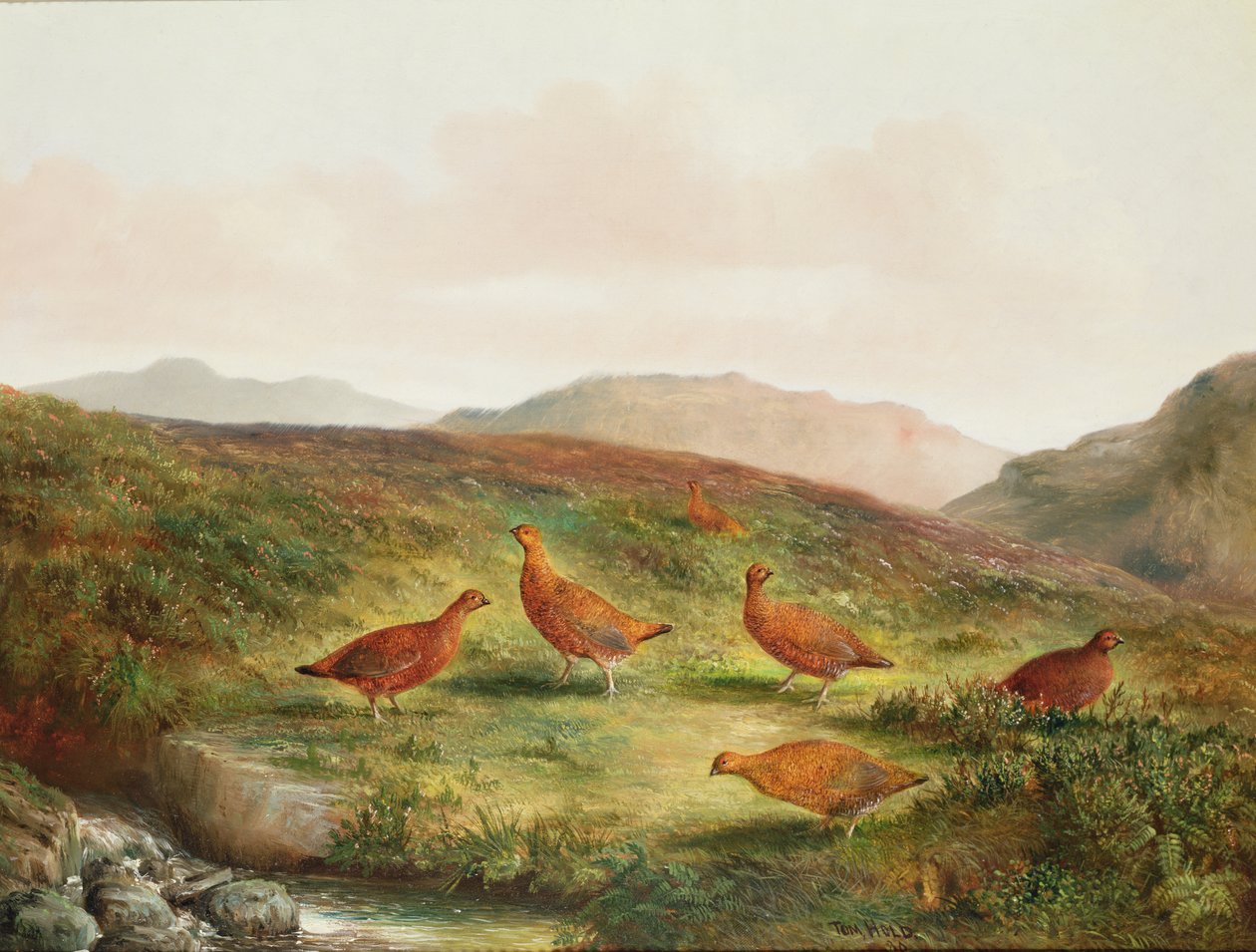Grouse dans un paysage de lande - Tom Hold