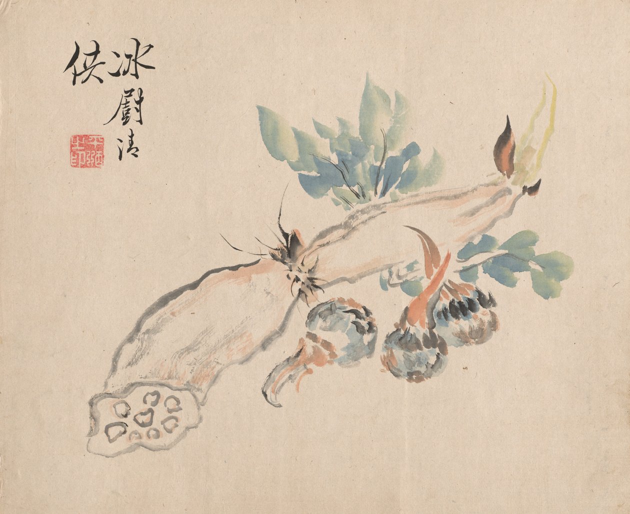 Racine de lotus et langue d