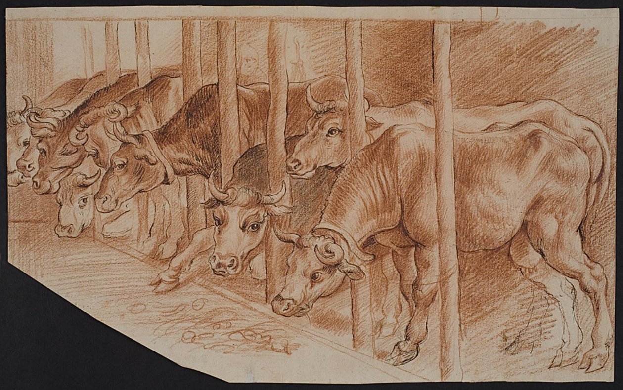 Vaches de "L