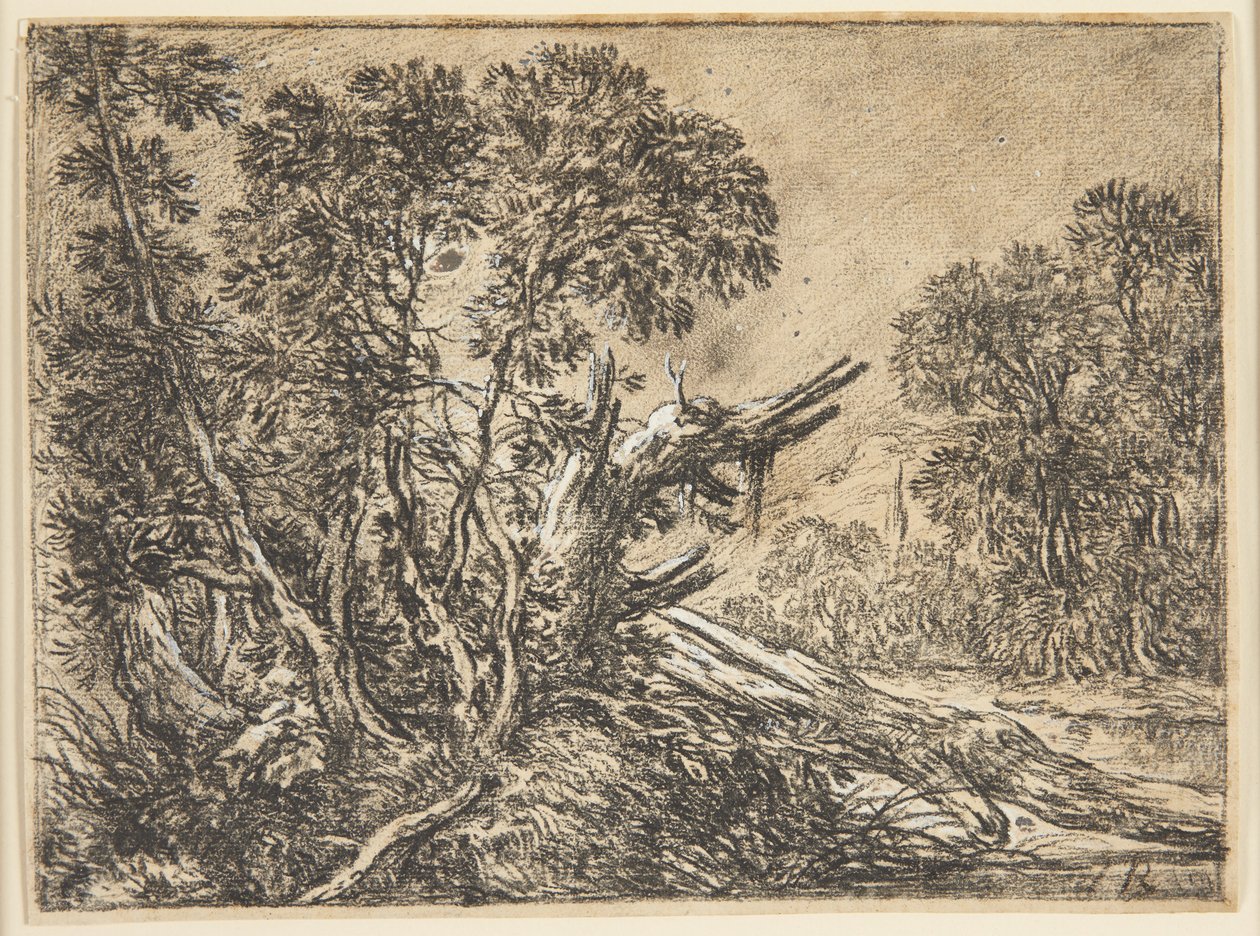 Paysage forestier avec un arbre cassé - Ubekendt