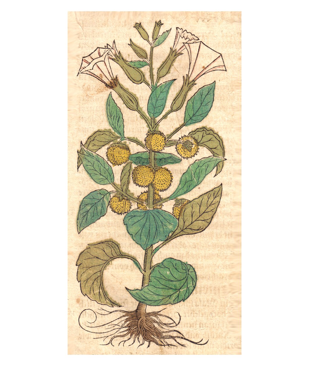 Illustration de Datura metel - Unbekannt Unbekannt