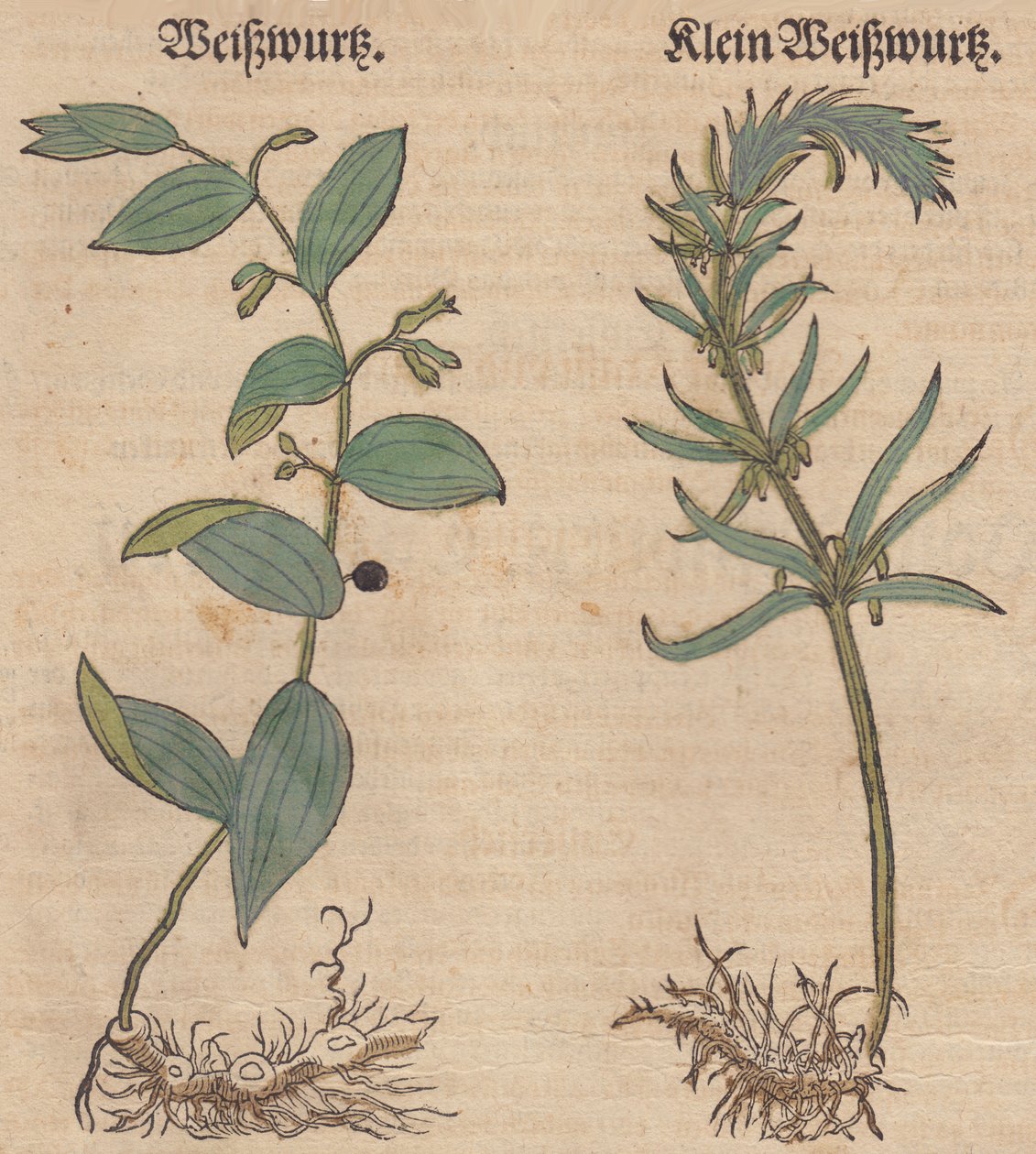 Illustration de Polygonatum multiflorum et de Polygonatum verticillatum - Unbekannt Unbekannt