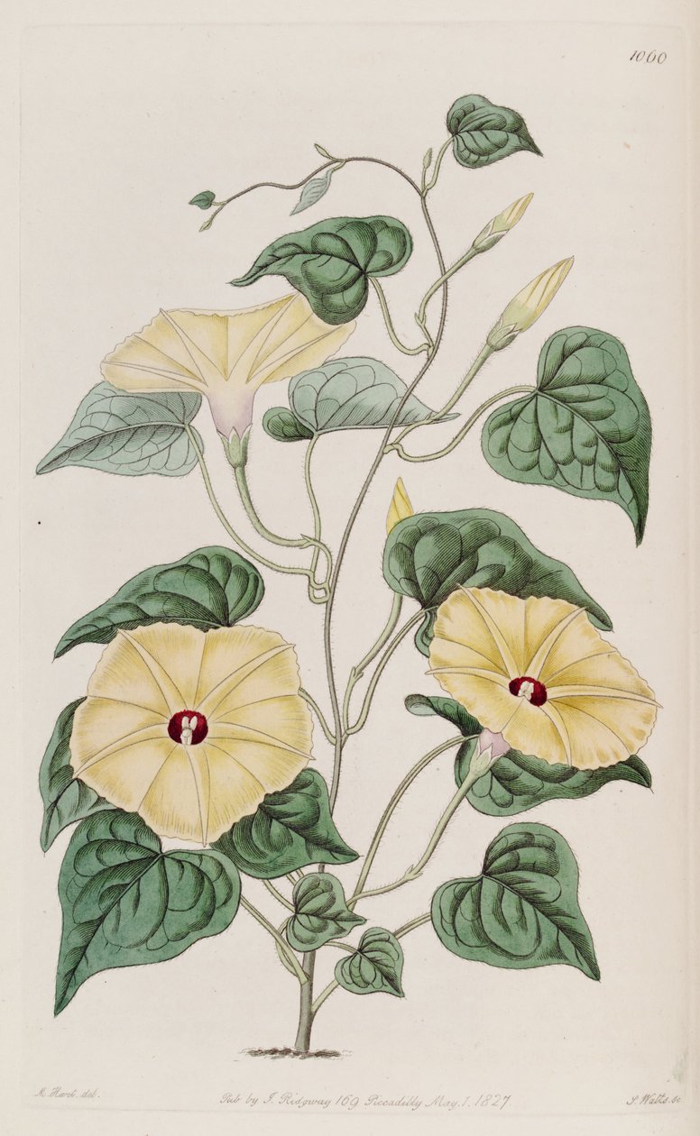 Ipomoea ochracea - Unbekannt Unbekannt